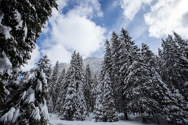 Magnifico e silenzioso bellissimo paesaggio invernale. Bella foresta.