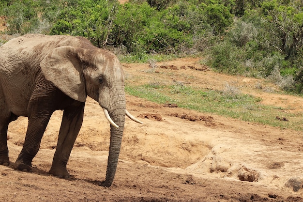 Magnifico elefante fangoso che cammina vicino ai cespugli e alle piante della giungla