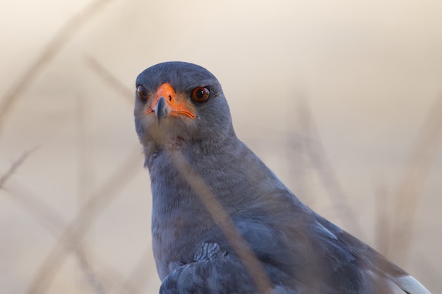 Magnifico falco catturato tra l'erba