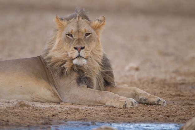 Magnifico leone potente nel mezzo del deserto