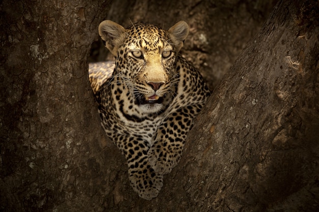 Magnifico leopardo africano sdraiato sul ramo di un albero nella giungla africana