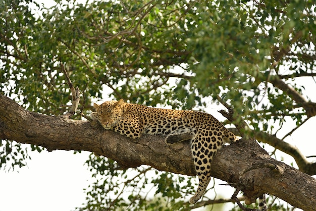 Magnifico leopardo africano su un ramo di un albero catturato nelle giungle africane