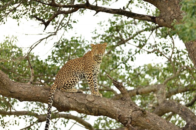 Magnifico leopardo africano su un ramo di un albero