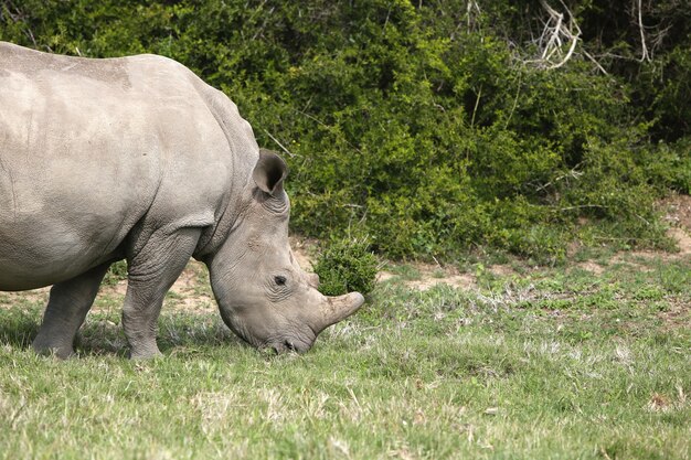 Magnifico rinoceronte al pascolo sui campi coperti di erba vicino ai cespugli