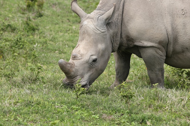 Magnifico rinoceronte al pascolo sui campi ricoperti di erba nella foresta