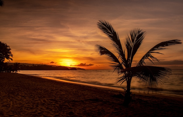 Magnifico scenario di una spiaggia con alberi e un mare durante il tramonto