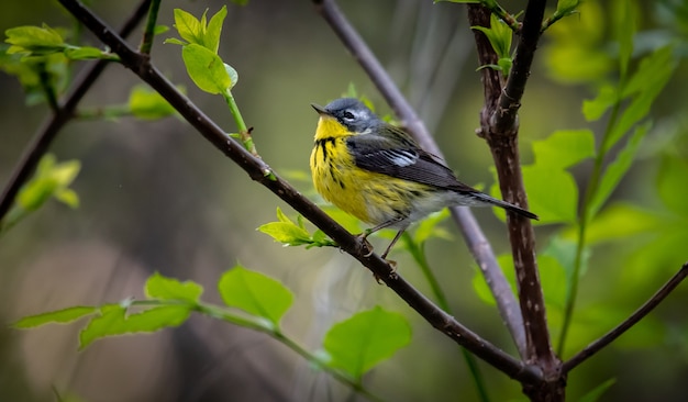 Magnolia Warbler (Setophaga magnolia