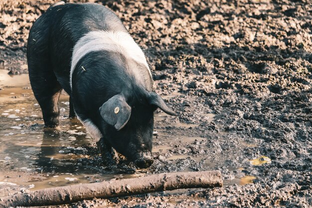 maiale da fattoria con un marchio auricolare visibile alla ricerca di cibo su un terreno fangoso vicino a un tronco