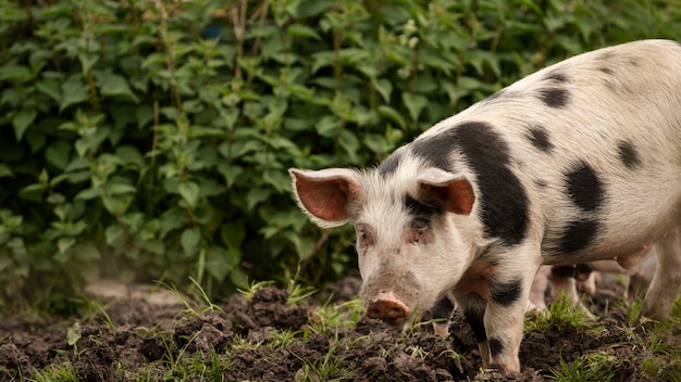 Maiali al pascolo intorno alla fattoria