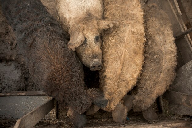 Maiali nel porcile di una fattoria