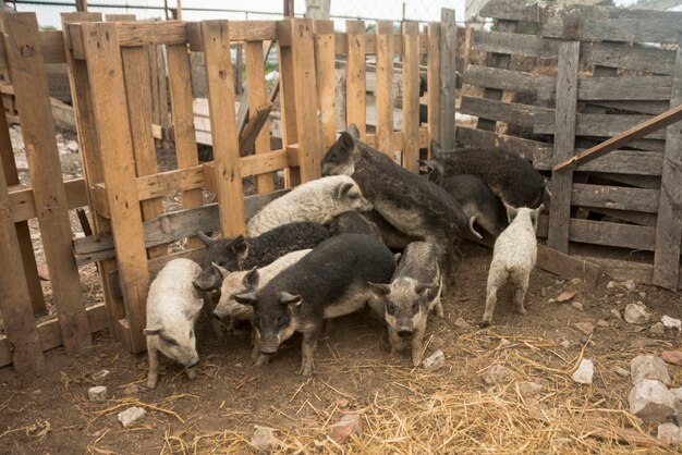 Maiali nel porcile di una fattoria