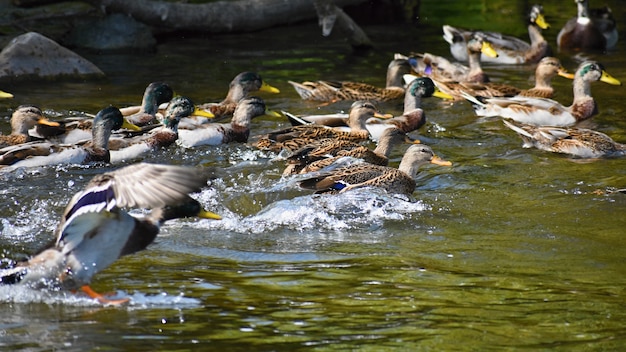 Mallard. Anatra selvatica sulla riva di uno stagno