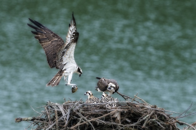 Mamma falco pescatore che porta il cibo ai piccoli nel nido