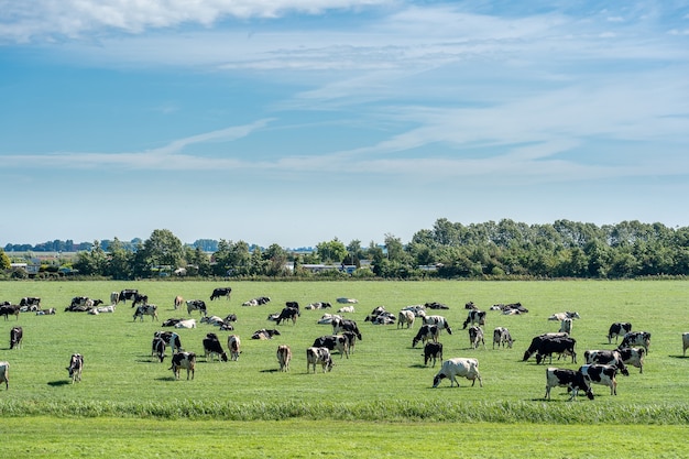 Mandria di bovini al pascolo in un prato fresco sotto un cielo azzurro con nuvole