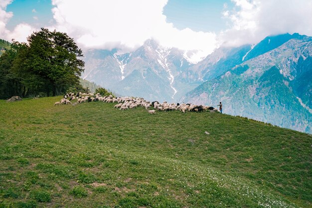 Mandria di bovini al pascolo nei campi verdi