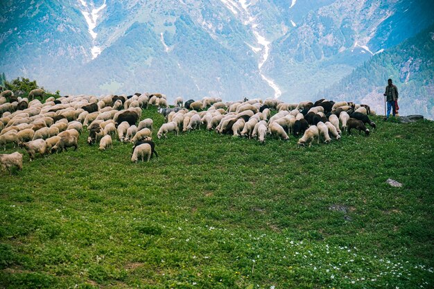 Mandria di bovini e pastori al pascolo nei prati verdi