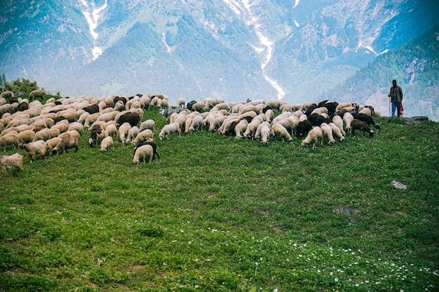 Mandria di bovini e pastori al pascolo nei prati verdi