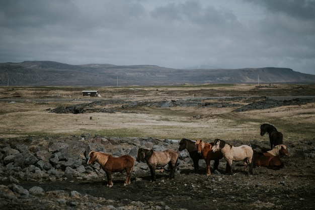 Mandria di cavalli al pascolo in un campo con una gamma di alte montagne rocciose
