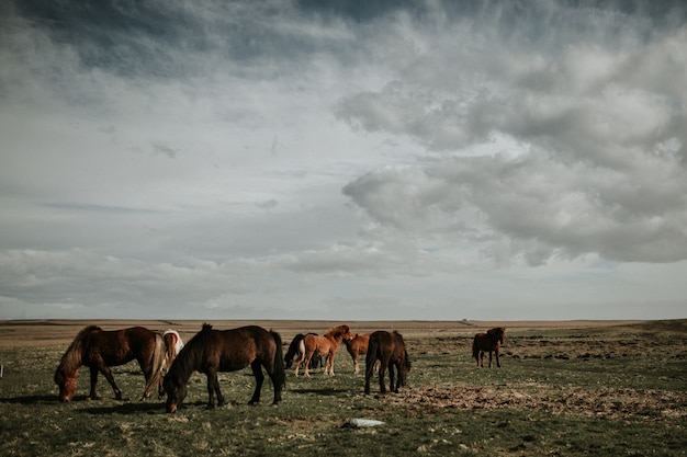 Mandria di cavalli al pascolo in un campo sotto il bel cielo nuvoloso