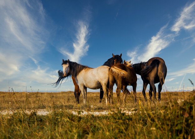 Mandria di cavalli al pascolo sotto un bel cielo