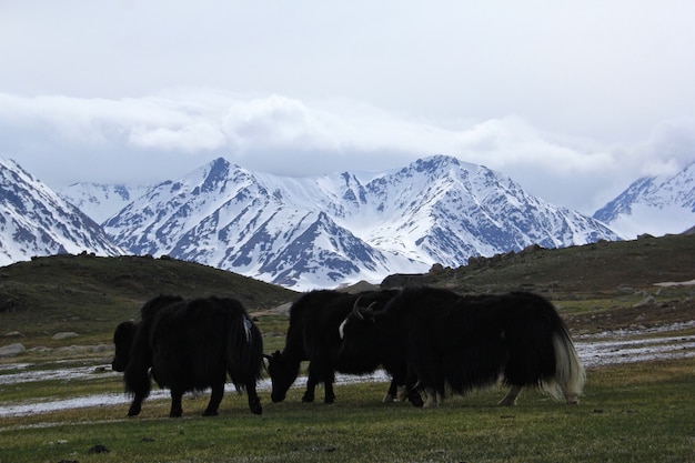 Mandria di yak al pascolo al pascolo con alte montagne rocciose