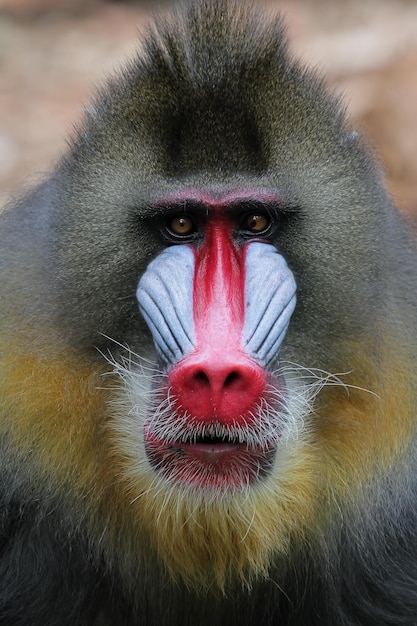 Mandril monkey mandril Mandrillus sphinx closeup faccia
