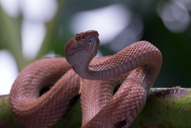 Manggrove Pit Viper serpente primo piano testa animale primo piano serpente vista frontale