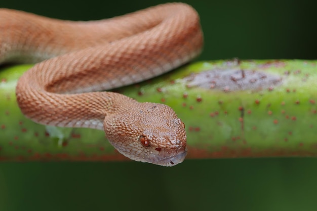 Manggrove Pit Viper serpente primo piano testa animale primo piano serpente vista frontale