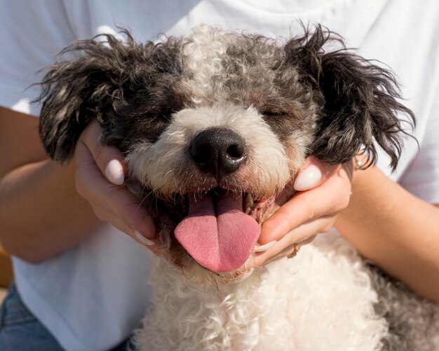 Mani del primo piano che tengono cane sveglio