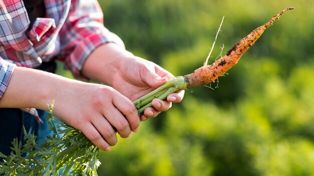 Mani del primo piano che tengono carota