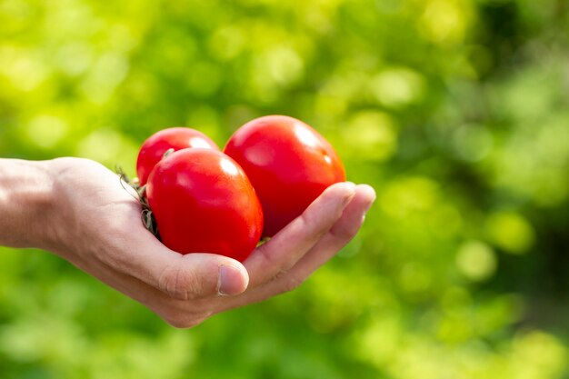 Mani del primo piano che tengono i bio- pomodori