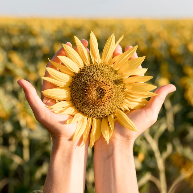 Mani del primo piano che tengono il girasole