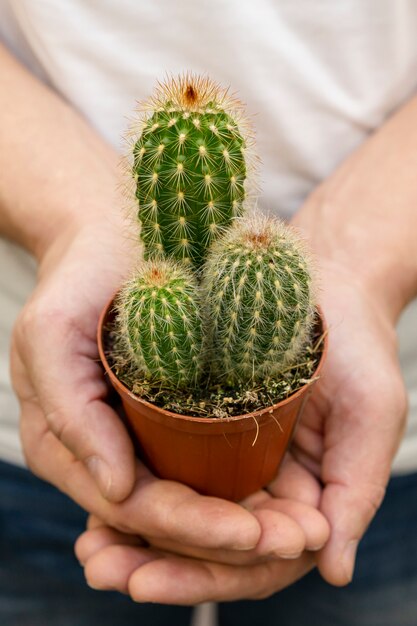 Mani del primo piano che tengono la piccola pianta del cactus