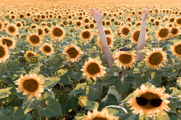 Mani del primo piano nel campo del girasole