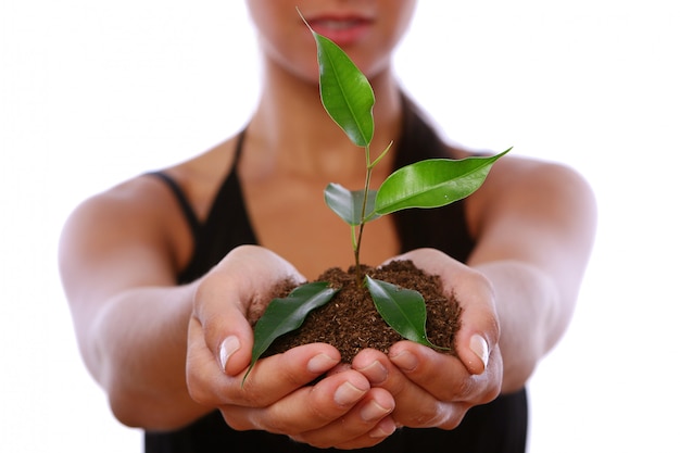 Mani della donna che prendono pianta verde