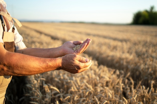 Mani di agricoltori e colture di grano nel campo