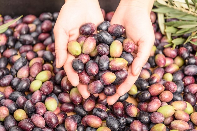 Mani di olive, mucchio di olive di fondo. La stagione del raccolto.