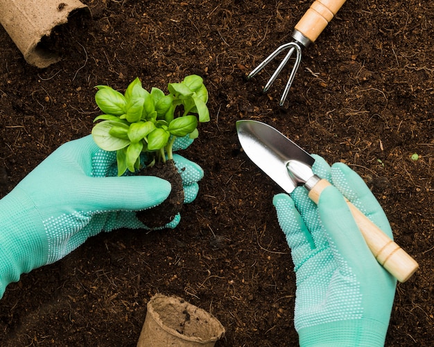 Mani di vista superiore che piantano fiore