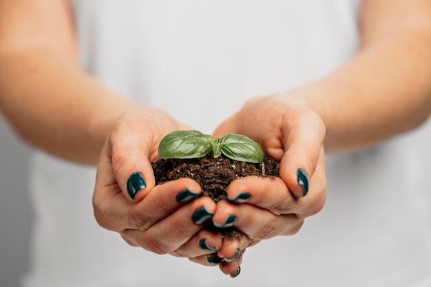 Mani femminili che tengono terreno e piccola pianta