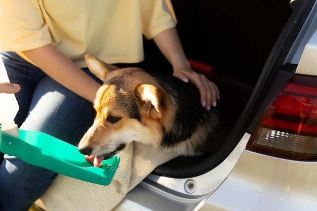 Mani ravvicinate che accarezzano il cane