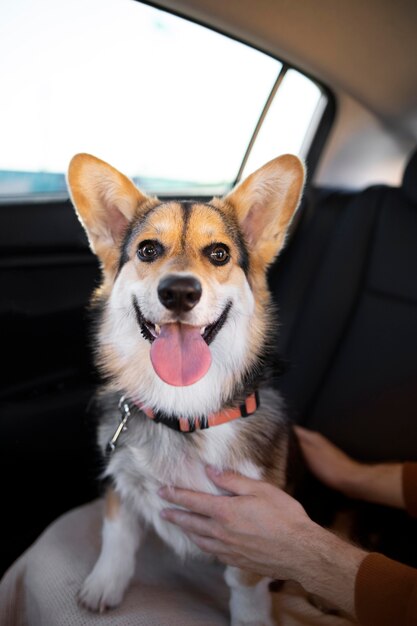 Mani ravvicinate che accarezzano un cane carino