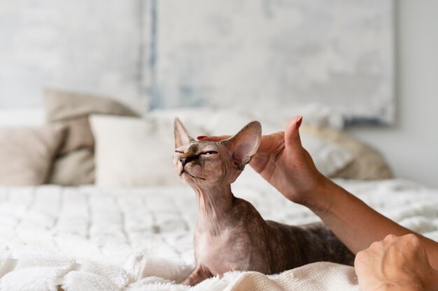 Mani ravvicinate che accarezzano un gatto glabro