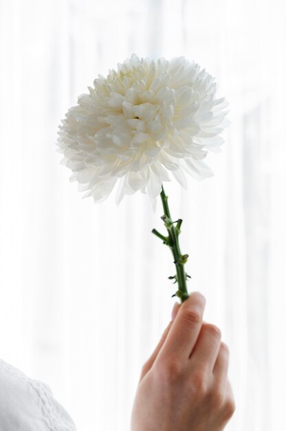 Mano che tiene fiore elegante