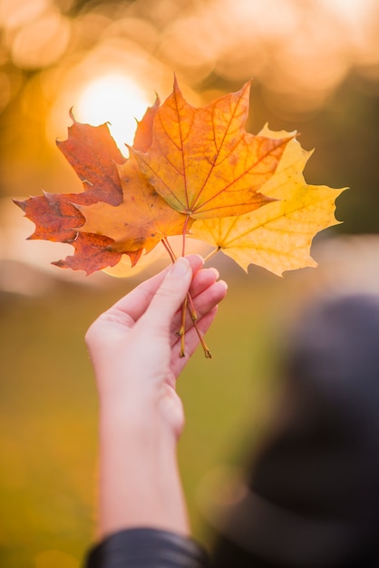 Mano che tiene foglie di acero giallo su sfondo autunnale di sole. Mano che tiene foglia di acero giallo uno sfondo autunnale sfocato background.Autumn concept.Selective focus.