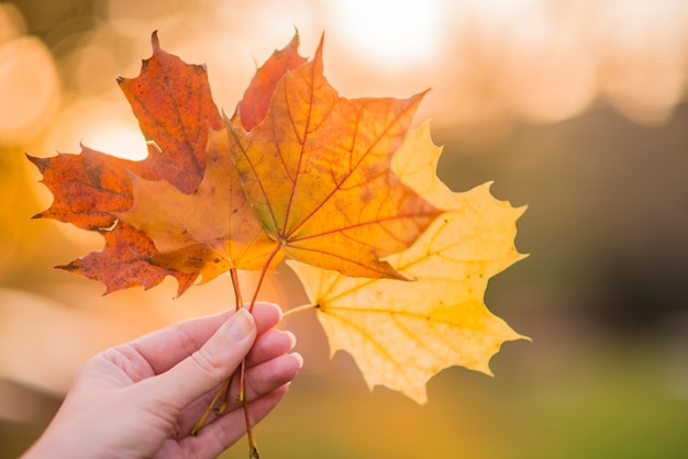 Mano che tiene foglie di acero giallo su sfondo autunnale di sole. Mano che tiene foglia di acero giallo uno sfondo autunnale sfocato background.Autumn concept.Selective focus.