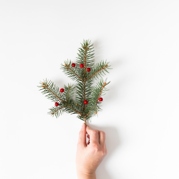 Mano che tiene il ramo di un albero di conifere con bacche rosse