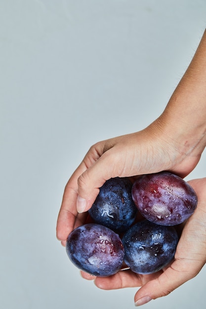 Mano che tiene le prugne fresche su uno sfondo grigio