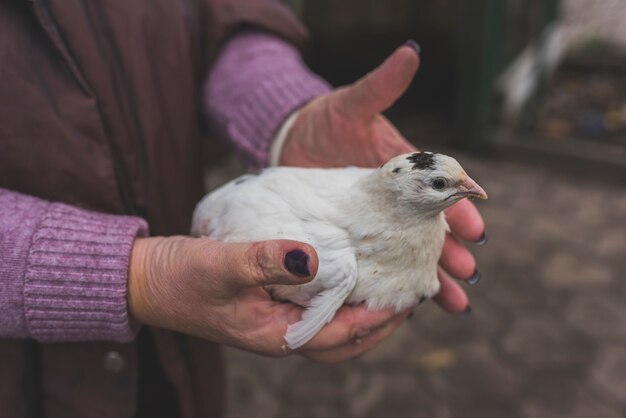 Mano che tiene nestling bianco