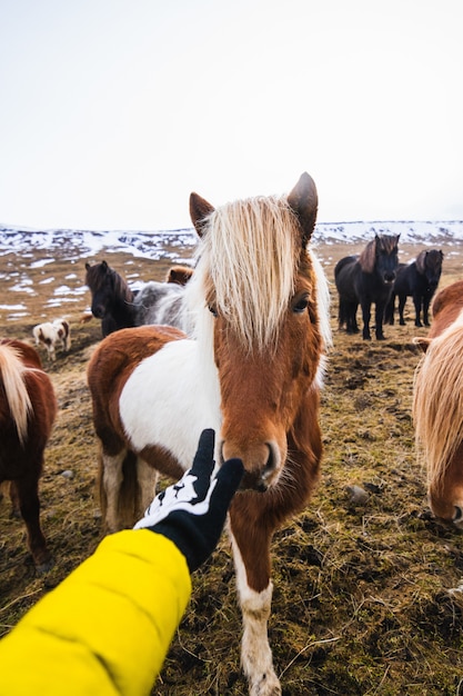Mano che tocca un pony Shetland circondato da cavalli e vegetazione con uno sfondo sfocato