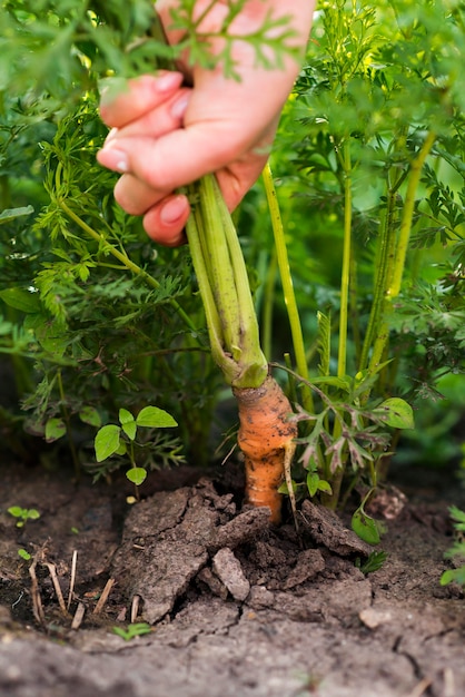 Mano del primo piano che estrae carota